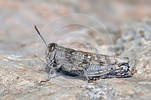 Calliptamus is a genus belonging to the family Acrididae, Crete