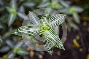 Callisia Elegans Plant