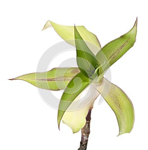 Callisia fragrans