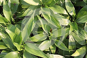 Callisia Fragrans leaf plant on farm