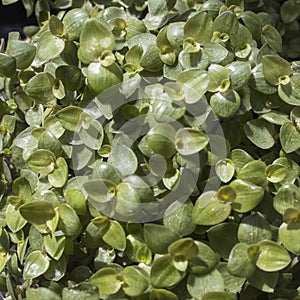 Callisia repens, also known as creeping inchplant, Bolivian Jew or turtle vine, is a succulent creeping plant from the family