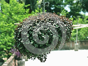 Callisia Repens in a hanging pot- Turtle vine hanging plants with small green leaves