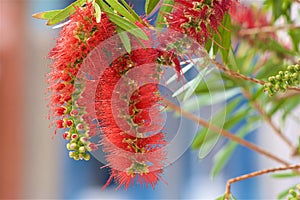 Callistemon