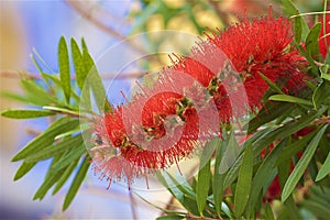 Callistemon