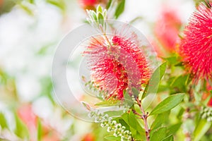 Callistemon