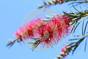 Callistemon