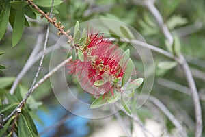 Callistemon