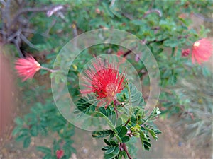 Callistemon AKA Red Spiky Flower