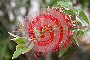 Callistemon. A beautiful red flower on a summer day. photo