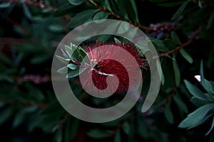 Callistemon in bloom seen up close