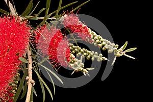 Callistemon in blooming isolated on black background