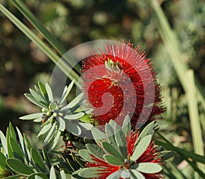 Callistemon blossom