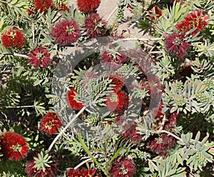 Callistemon blossom