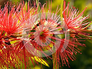 Callistemon, bottlebrush plant flowers , red bottle brush flower close up view in a garden in Cairo Egypt