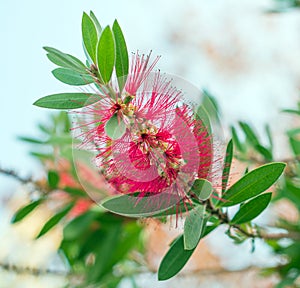 Callistemon.