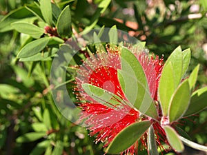 Callistemon Citrinus