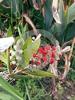 Callistemon citrinus