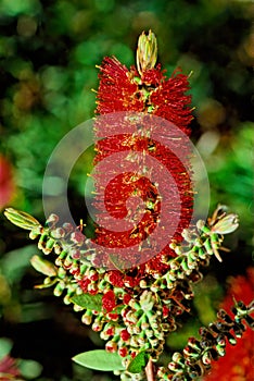 Callistemon citrinus