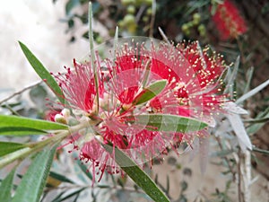 Callistemon citrinus