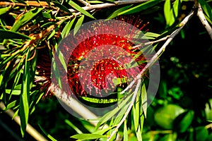 Callistemon citrinus