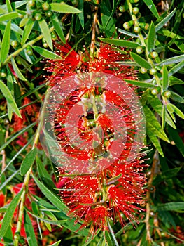 callistemon citrinus