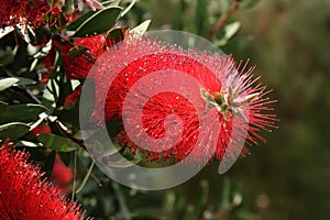 Callistemon citrinus