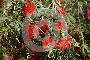 Callistemon citrinus