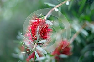 Callistemon citrinus also known as crimson bottlebrush is red flower on green natural defocus baclground