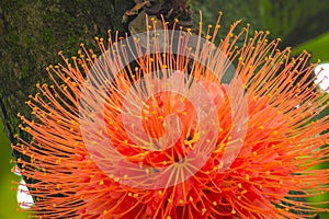 Callistemon citrinus, also known by the common name of brush tree or red broom