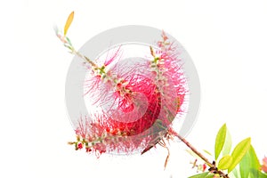 Callistemon citrinus beautiful red flower.