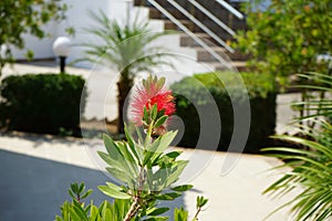 Callistemon citrinus blooms with red flowers in August. Rhodes Island, Greece