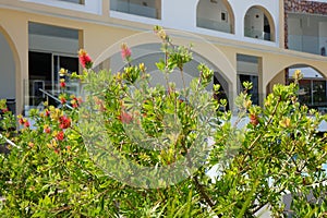 Callistemon citrinus blooms with red flowers in August. Rhodes Island, Greece