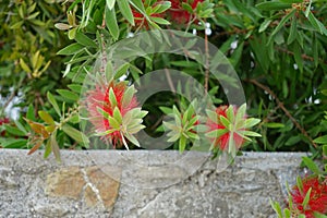 Callistemon citrinus blooms with red flowers in August. Rhodes Island, Greece