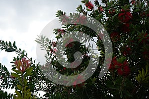 Callistemon citrinus blooms with red flowers in August. Rhodes Island, Greece