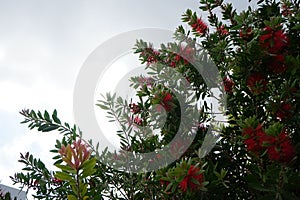 Callistemon citrinus blooms with red flowers in August. Rhodes Island, Greece