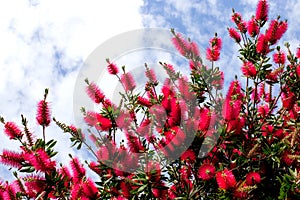 Callistemon citrinus on blue sky background