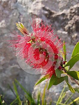 callistemon citrinus, brush red tree