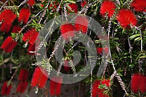 Callistemon citrinus Callistemon, bottlebrushes flowers