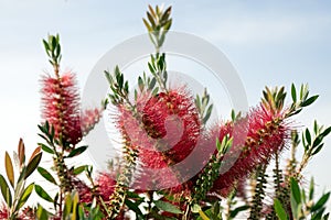 Callistemon citrinus common red, crimson in bloom against blue sky