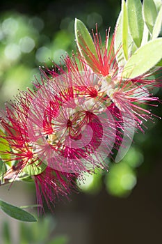 Callistemon citrinus common red, crimson in bloom against blue sky