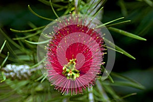 Callistemon citrinus, Crimson Bottlebrush