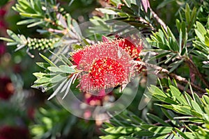 Callistemon citrinus Curtis Skeels, common name of brush tree or red broom, is a shrub of the Myrtaceae family, native to the