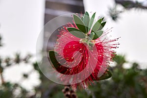 Callistemon citrinus flower - bottlebrush.