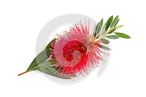 Callistemon citrinus flower isolated on white