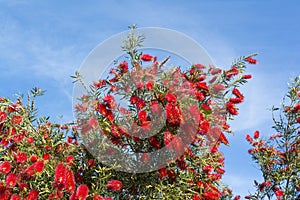 Callistemon Citrinus Flowering Shrub - Top Half - Crimson Red Bo