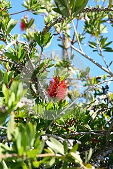 Callistemon citrinus flowers