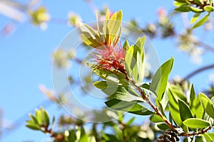 Callistemon citrinus flowers