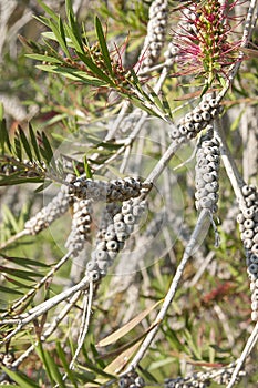 Callistemon citrinus without flowers on the park Turkey