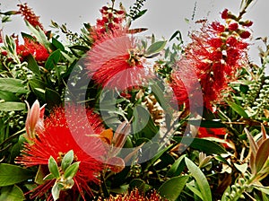 Callistemon citrinus flowers in spring