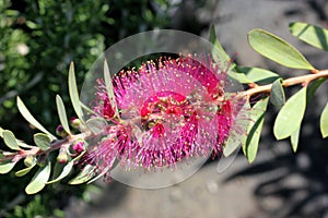 Callistemon citrinus `Jeffers`, Jeffers Bottlebrush